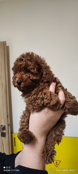 Štěně toy pudla - 4
