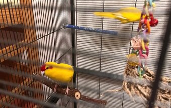 Kakarik a andulka - 4