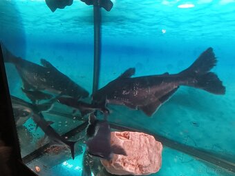 Sumeček žraloci - 4