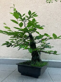Bonsai, Bonsaj, habr obecný - 4