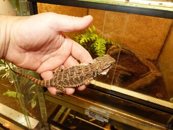Agama vousatá (Pogona vitticeps) - 4