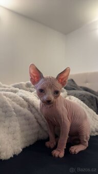 Koťe Sphynx - 4