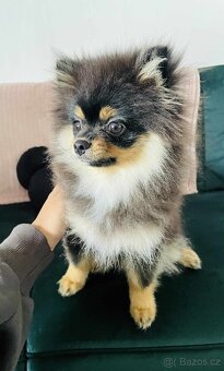 POMERANIAN MINI - 4