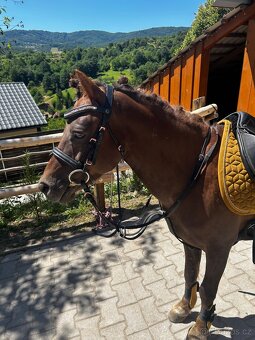 Predam sikovneho S pony - 4