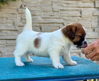 JACK RUSSELL TERIER - stenata s PP - 4