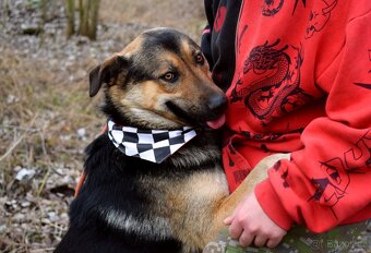 CHAMPUS K ADOPCI - 1 ROK, HODNÝ,SNÁŠENLIVÝ,VHODNÝ K DĚTEM - 4