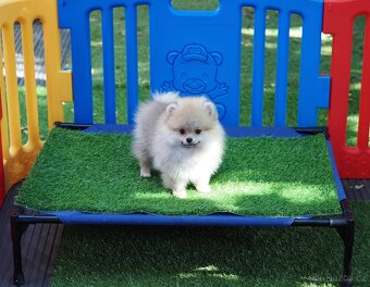 Pomeranian štěňátka s PP - 4
