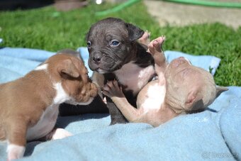 American bully - 4