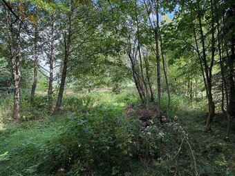 Stav.pozemek 3200m2 Dolní Orlice , Králíky - 4
