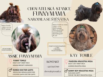 Štěně ruská barevná bolonka s PP - 4