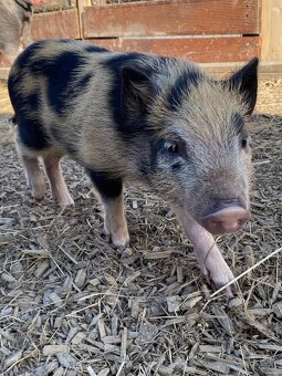 Gottingentská miniprasátka - 4
