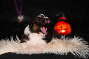 Australský ovčak - štěně s PP na prodej - 4