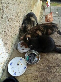 😺 Venkovní koťátka zdarma – skvělí lovci myší 🐭 - 4