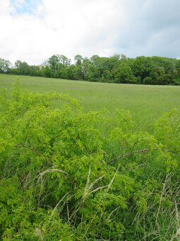 Božejovice, trvalý travní porost 3465 m2 prodám - 4