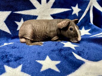 Skinny morče, samečci s PP - 4