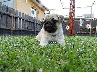 MOPS s PP.FCI - 4