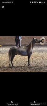 Krásný hřebec minihorse - 4