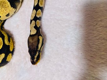 Krajta královská - 4