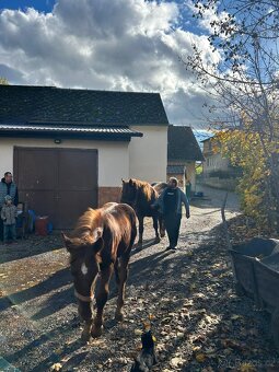 Prodám letošního hřebečka SN - 4