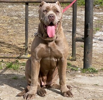 BANDOG, cane corso, doga, pitbull - 4
