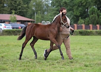 Klisna WPBR,pony - 4