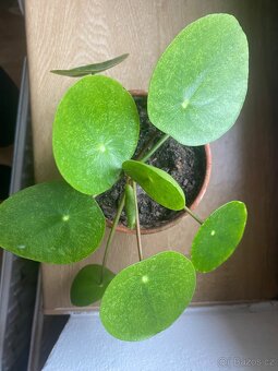 Pilea Mojito - 4