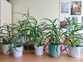 Pokojové rostliny Aloe vera práva - 3-5 let - 4