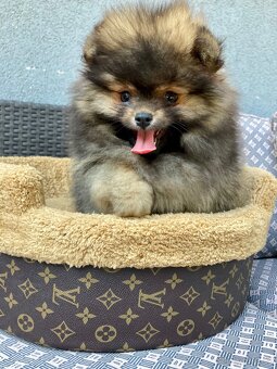 Pomeranian PP/FCI- pom- pomík-štěně - 4