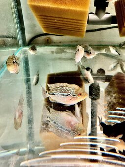 Uaru,Rico,Myleus,Flowerhorn,Datnoides - 4
