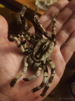 Poecilotheria subfasca lowland a Poecilotherai vittata - 4