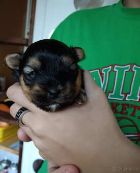 Jorkšírský teriér -štenátko - 4