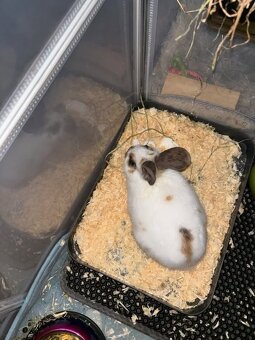 Zakrslí králíčci. - 4