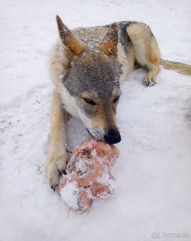 československý vlčák - 4