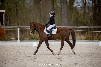 TOP sportovní pony A učitel + další pony - 4