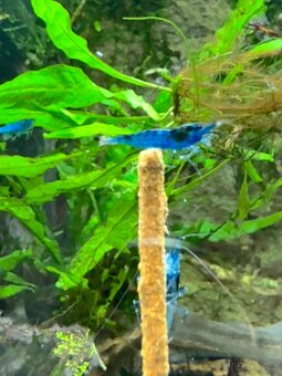 Neocaridina blue dream high - 4