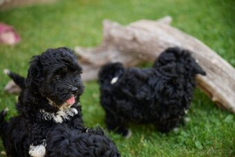 maltipoo - 4
