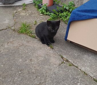 Koťátka k adopci – hledáme milující rodiny 🐾 - 4
