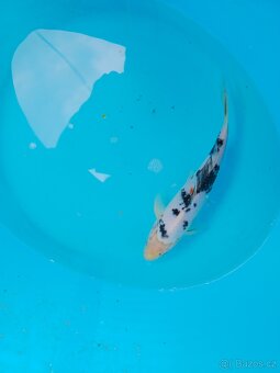 ❗️KOI KAPR 30-60CM VÝPRODEJ❗️ - 4