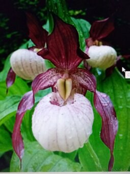 Skalničky,trvalky a cibuloviny,pivoňky,orchideje. - 4