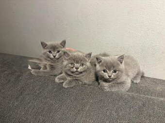Britský kocourek - 4