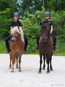 poník 125 cm KVH, 7 let, poloviční Hafling - 4