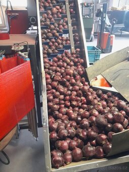 Cibule červená - 4