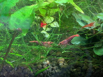 Krevetka Neocaridina Red Sakura - 4