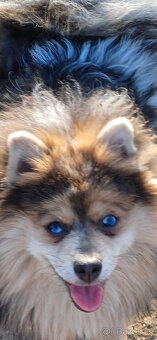 Pomeranian x německý špic střední - 4