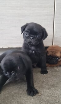 Mops - 4