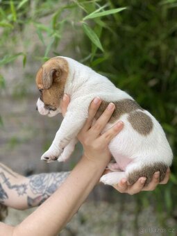 Jack Russell teriéra - 4