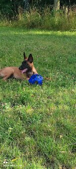 3 bratři Malinois s PP hledají své nové parťáky - 4