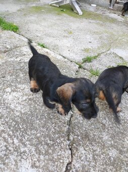 Štěňata jezevčík drsnosrstý standard s PP - 4