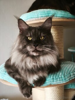 Mainská mývalí koťátka s PP - 4