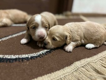 maltipo , maltipoo odber na mikuláša - 4